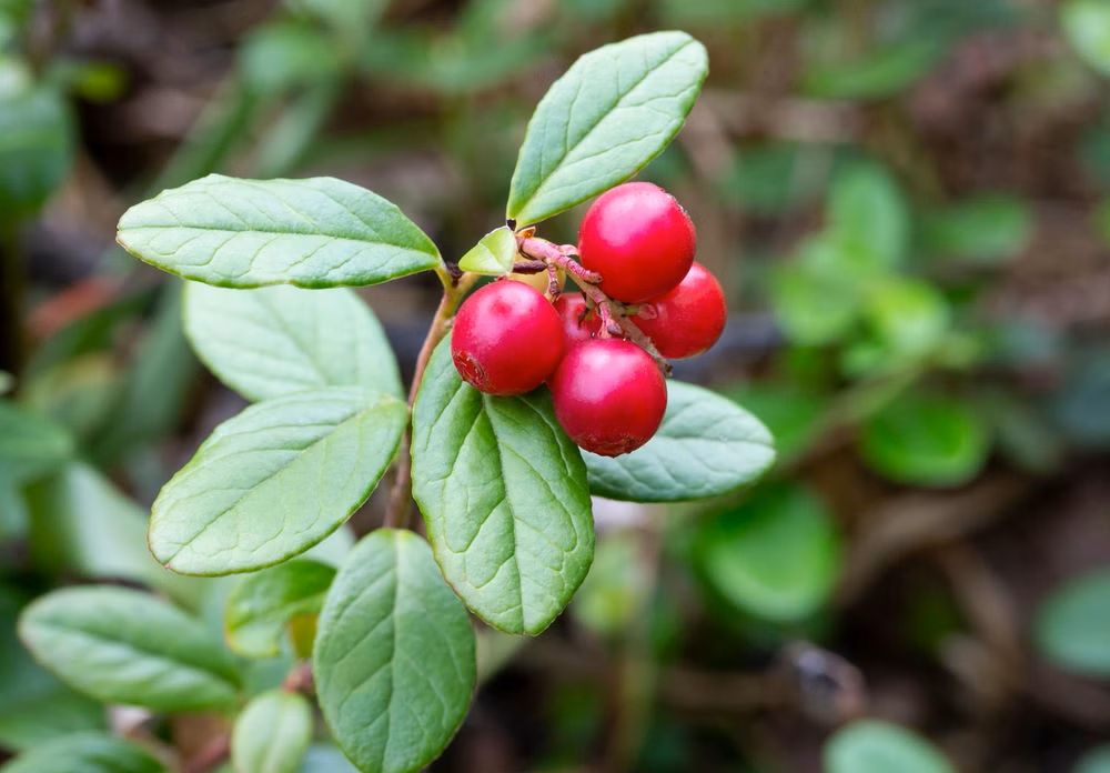 Waldprodukte
